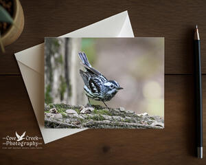 A 5 x 7 nature photography blank folding greeting card with nature photography of a black and white warber at Cove Creek Photography.